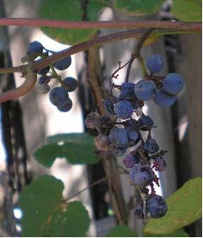Виноград амурский
